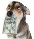 Dog holding several dollar bills in its mouth